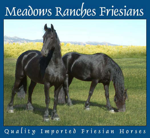 Meadows Ranches Friesians